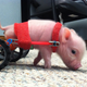 Illustration for article titled Need A Pick-Me-Up? Check Out These Animals Made Happier By Prosthetics